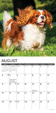 Just Cavalier King Charles Spaniels 2024 12" x 12" Wall Calendar