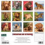 Just Chesapeake Bay Retrievers 2024 12" x 12" Wall Calendar