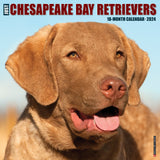 Just Chesapeake Bay Retrievers 2024 12" x 12" Wall Calendar