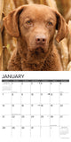 Just Chesapeake Bay Retrievers 2024 12" x 12" Wall Calendar