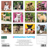 Just Chihuahua Puppies 2024 12" x 12" Wall Calendar
