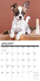 Just Chihuahua Puppies 2024 12" x 12" Wall Calendar