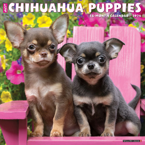 Just Chihuahua Puppies 2024 12" x 12" Wall Calendar