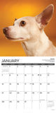 Chihuahua Rules 2024 12" x 12" Wall Calendar