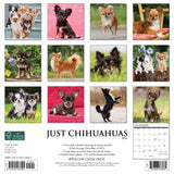 Just Chihuahuas 2024 12" x 12" Wall Calendar