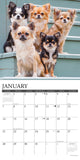 Just Chihuahuas 2024 12" x 12" Wall Calendar