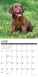 Just Chocolate Lab Puppies 2024 12" x 12" Wall Calendar