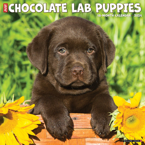 Just Chocolate Lab Puppies 2024 12" x 12" Wall Calendar