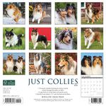 Just Collies 2024 12" x 12" Wall Calendar