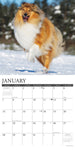 Just Collies 2024 12" x 12" Wall Calendar