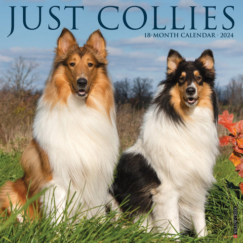 Just Collies 2024 12" x 12" Wall Calendar