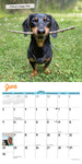 Crusoe the Celebrity Dachshund 2024 12" x 12" Wall Calendar