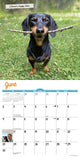 Crusoe the Celebrity Dachshund 2024 12" x 12" Wall Calendar