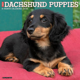 Just Dachshund Puppies 2024 12" x 12" Wall Calendar