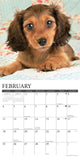 Just Dachshund Puppies 2024 12" x 12" Wall Calendar