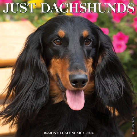 Just Dachshunds 2024 12" x 12" Wall Calendar