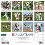 Just Dalmatians 2024 12" x 12" Wall Calendar