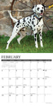 Just Dalmatians 2024 12" x 12" Wall Calendar