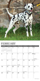 Just Dalmatians 2024 12" x 12" Wall Calendar