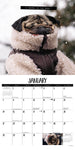 Doug the Pug 2024 12" x 12" Wall Calendar