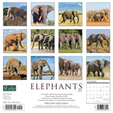 Elephants 2024 12" x 12" Wall Calendar