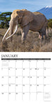 Elephants 2024 12" x 12" Wall Calendar