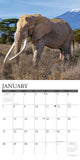 Elephants 2024 12" x 12" Wall Calendar