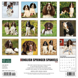 Just English Springer Spaniels 2024 12" x 12" Wall Calendar