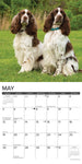 Just English Springer Spaniels 2024 12" x 12" Wall Calendar