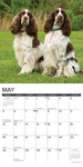 Just English Springer Spaniels 2024 12" x 12" Wall Calendar