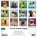 Just French Bulldog Puppies 2024 12" x 12" Wall Calendar
