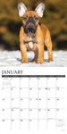 Just French Bulldog Puppies 2024 12" x 12" Wall Calendar