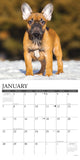 Just French Bulldog Puppies 2024 12" x 12" Wall Calendar