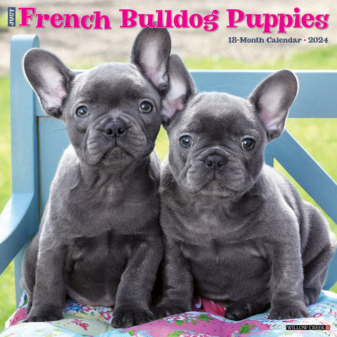 Just French Bulldog Puppies 2024 12" x 12" Wall Calendar