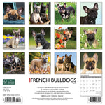 Just French Bulldogs 2024 12" x 12" Wall Calendar