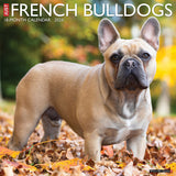 Just French Bulldogs 2024 12" x 12" Wall Calendar