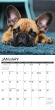 Just French Bulldogs 2024 12" x 12" Wall Calendar