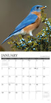 Garden Birds 2024 12" x 12" Wall Calendar