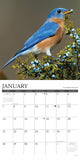Garden Birds 2024 12" x 12" Wall Calendar