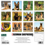 Just German Shepherds 2024 12" x 12" Wall Calendar