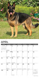 Just German Shepherds 2024 12" x 12" Wall Calendar