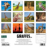 Giraffes 2024 12" x 12" Wall Calendar