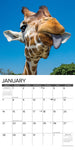 Giraffes 2024 12" x 12" Wall Calendar
