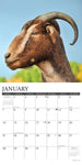 Goats 2024 12" x 12" Wall Calendar