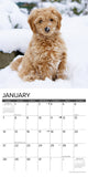 Just Goldendoodles 2024 12" x 12" Wall Calendar