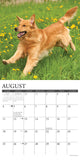 Just Goldens 2024 Calendar