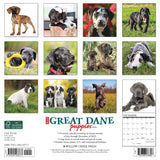 Just Great Dane Puppies 2024 12" x 12" Wall Calendar