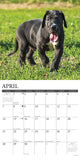 Just Great Dane Puppies 2024 12" x 12" Wall Calendar