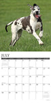 Just Great Danes 2024 12" x 12" Wall Calendar