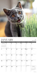 Happy Cats 2024 12" x 12" Wall Calendar